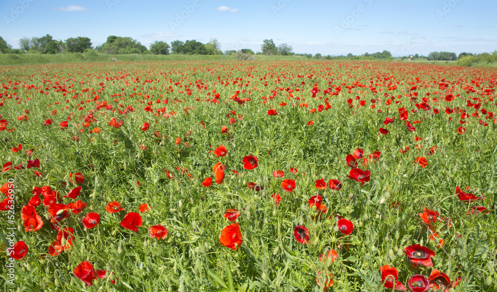 field of poppies