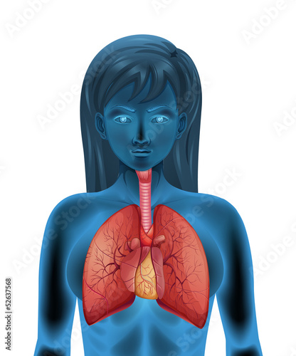 Human respiratory system