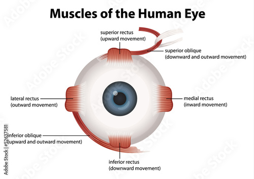 Human eye