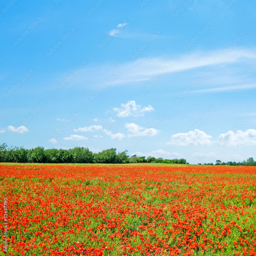 Poppy field