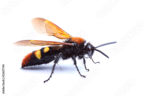 Wasp (Scolia hirta) isolated on white