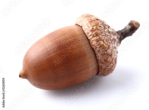 One dried acorn