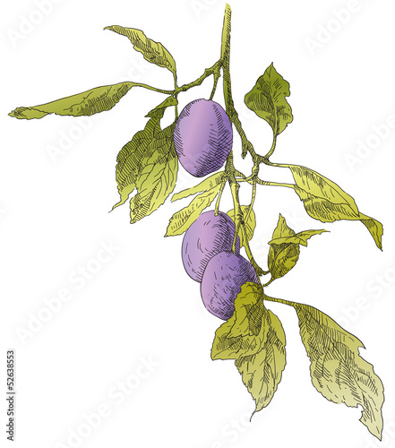 Hand drawn brunch with plums