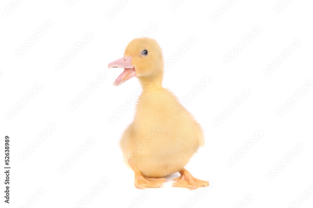baby duck isolated over white background baby duck isolated over white background