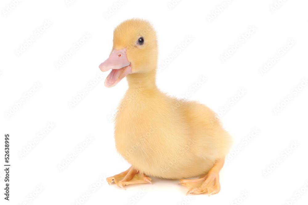 baby duck isolated over white background baby duck isolated over white background