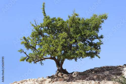 Argan tree (Argania spinosa) against clear blue sky.