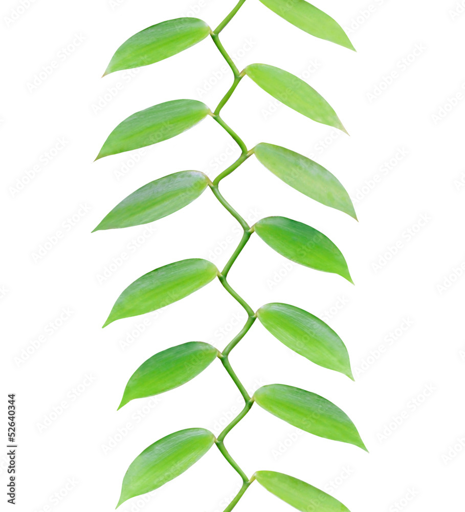 Tropical leaves growing upwards isolated on white