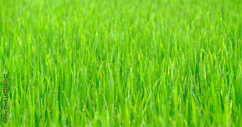 Grass background with drop of dew