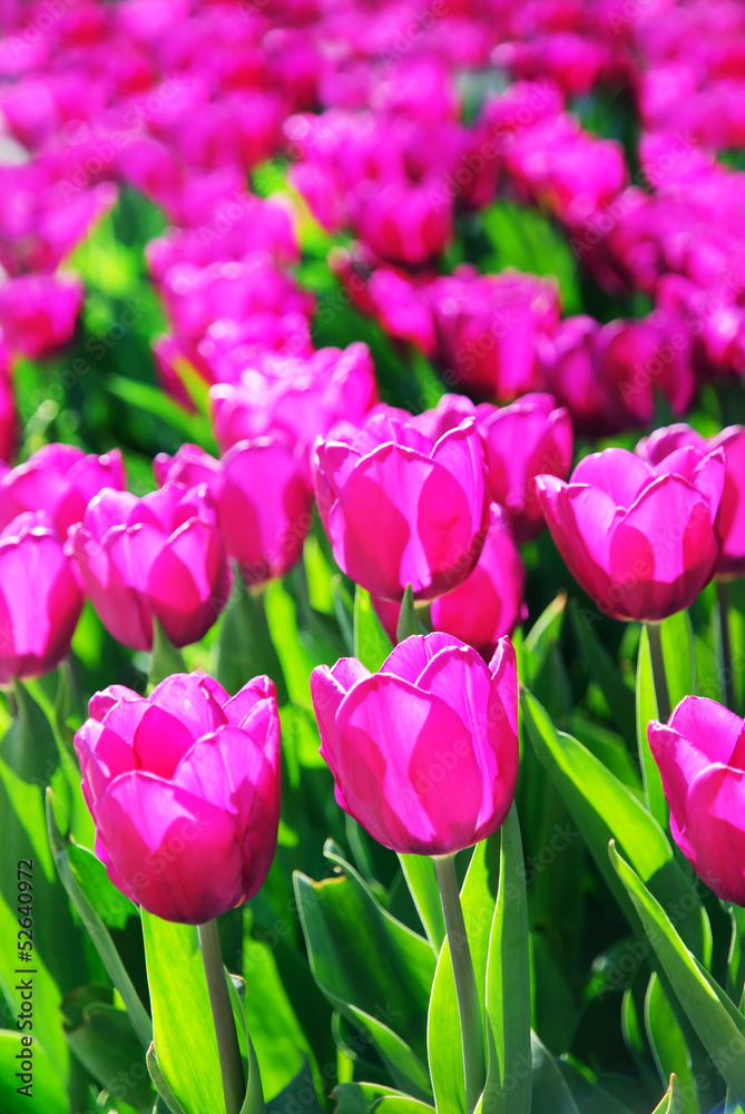 Fototapeta premium tulips field in spring time with sun rays