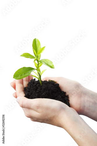 Growing plant in a hand