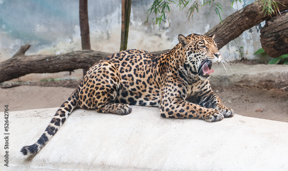 Naklejka premium leopard lying gape on the rocks