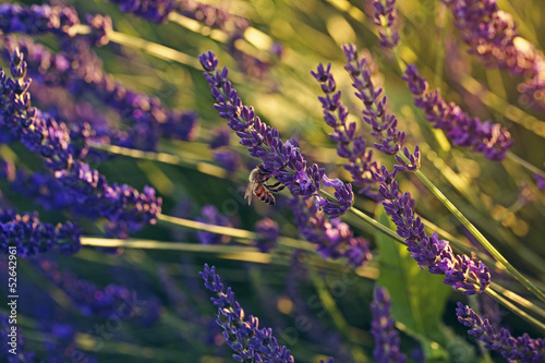 Closeup of blooming lavender in the field and bee