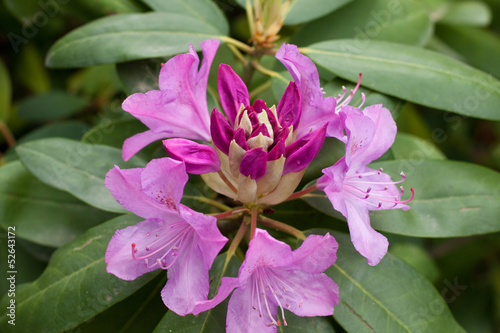 rododendro