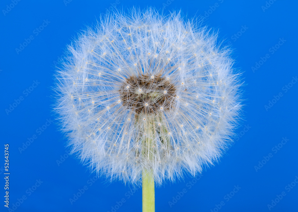 Fototapeta premium White dandelion