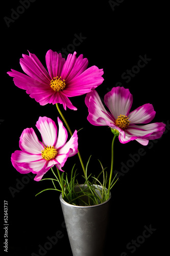Fototapeta Naklejka Na Ścianę i Meble -  Cosmos pink and white flower