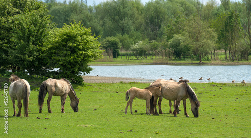 Herd of Konik horses in a field in spring