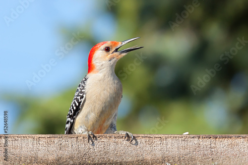 Kilroy the Woodpecker