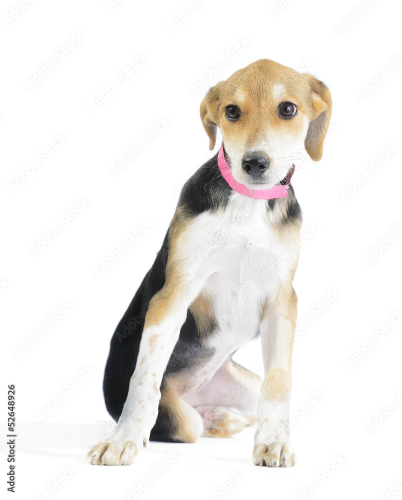 Border collie/beagle mix puppy isolated on white background Stock Photo |  Adobe Stock