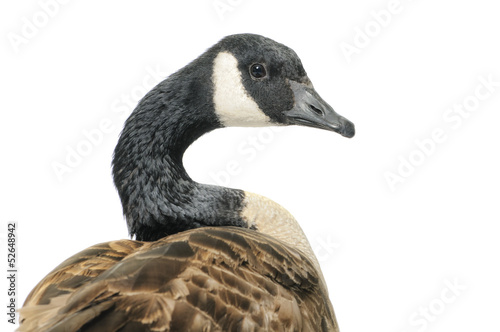 Canadian Goose