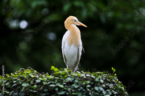Photography Beautiful Bird