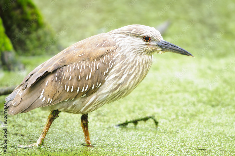 Obraz premium Pond Heron