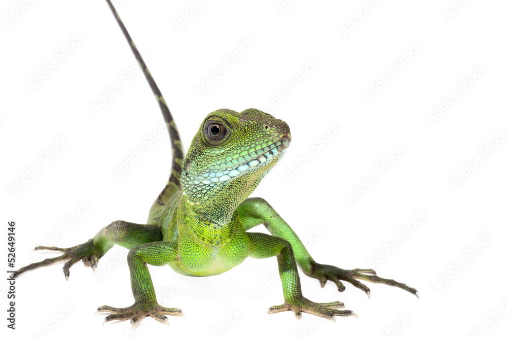 Obraz premium Wodny smok