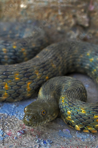 Water snake