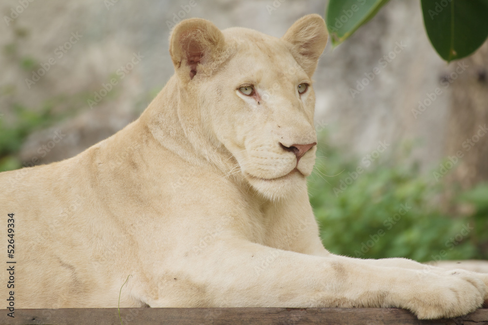 Obraz premium Albino lion lying