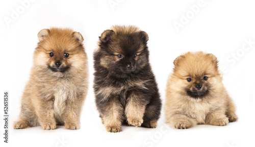 Fototapeta Naklejka Na Ścianę i Meble -  pomeranian spitz