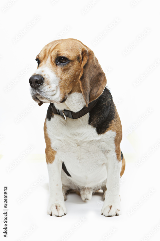 Beautiful beagle on a white background