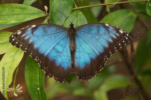 Peleides Blue Morpho - Mopho peleides