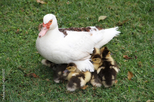 Musky duck with ducklings on a glade.