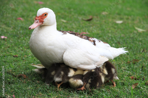 Duck mother hides ducklings under the aegis.