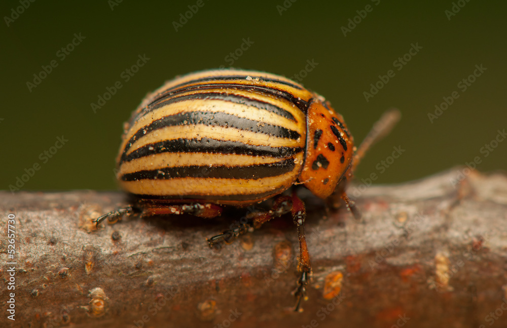 Rootworm Rootworm