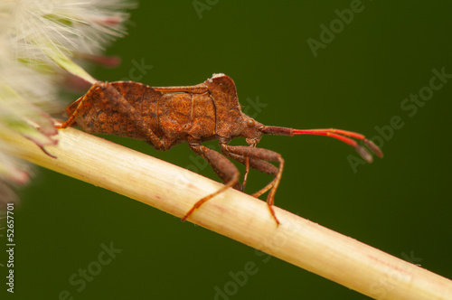 Coreus marginatus photo