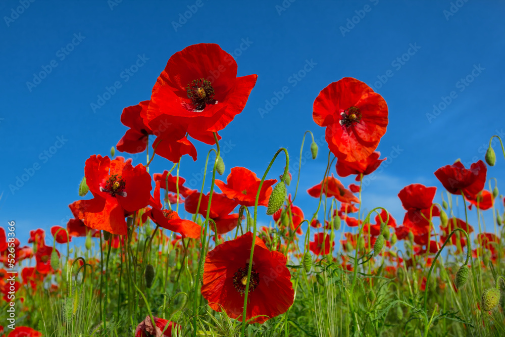 Obraz premium red poppy flowers