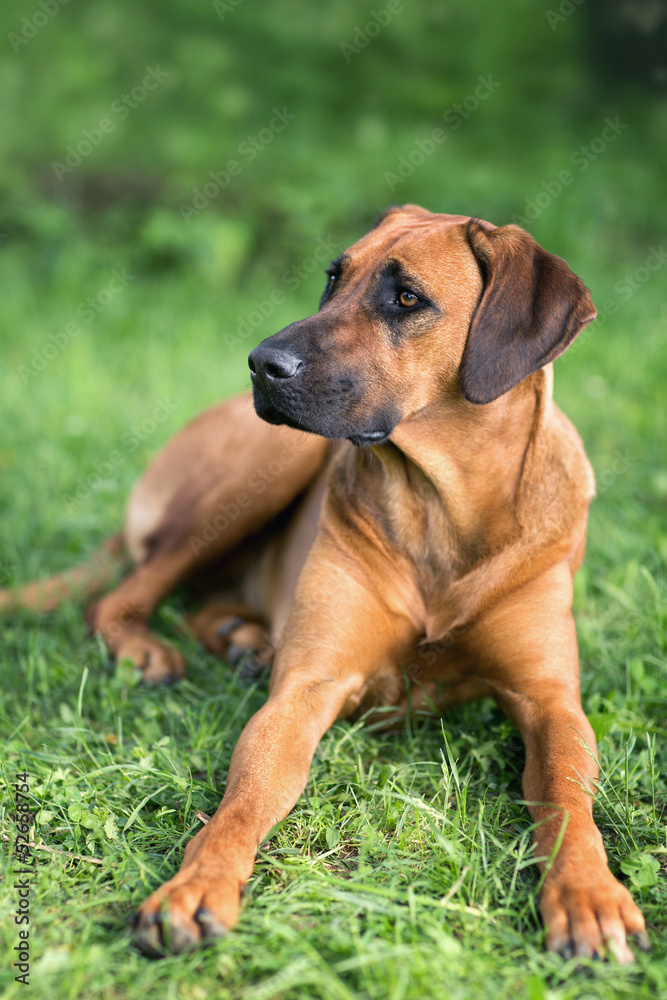 Rhodesian ridgeback dog