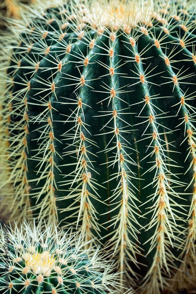 cactus cactus