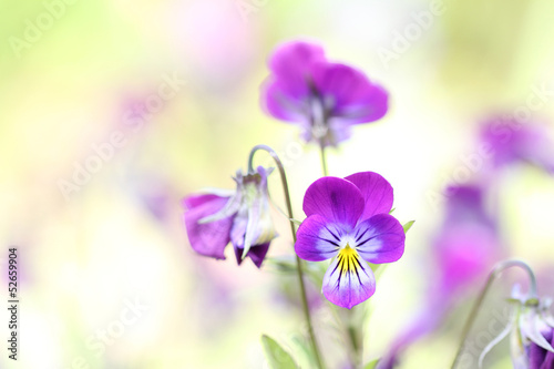beautiful flower closeup with blur background