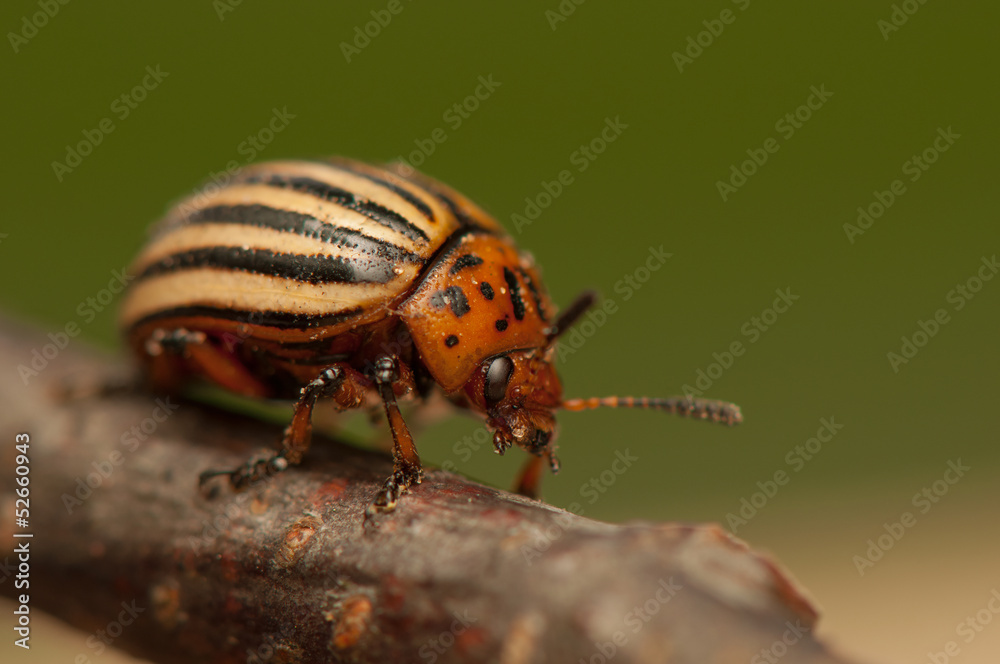 Rootworm Rootworm