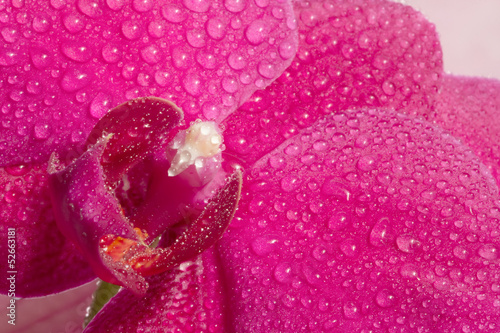 Fototapeta Naklejka Na Ścianę i Meble -  pink orchid close up