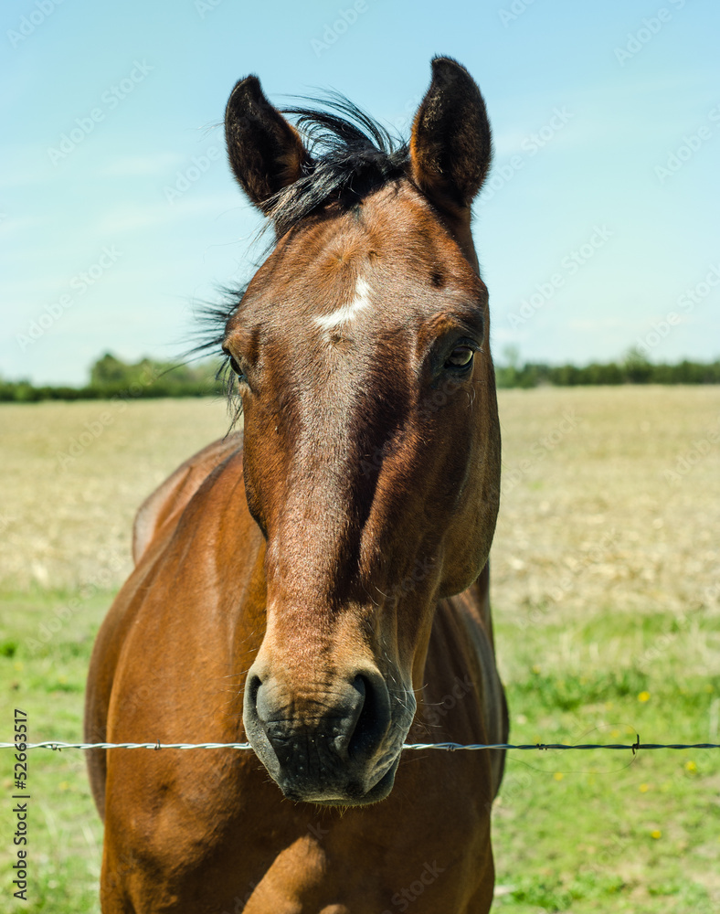Obraz premium widok z przodu konia brązowy
