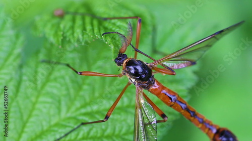 Holzschnake - Tanyptera atrata photo