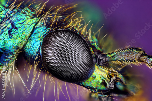 Extreme sharp closeup of compound eye of insect photo