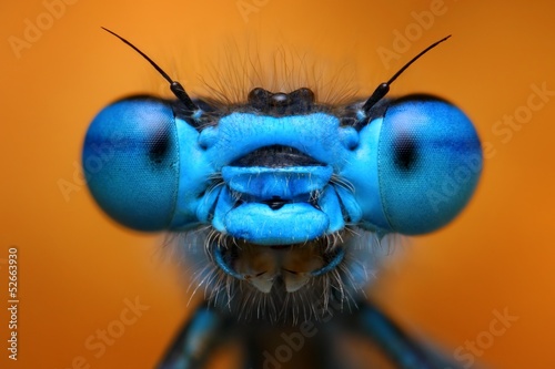 Extreme macro view of blue damselfly © tomatito26