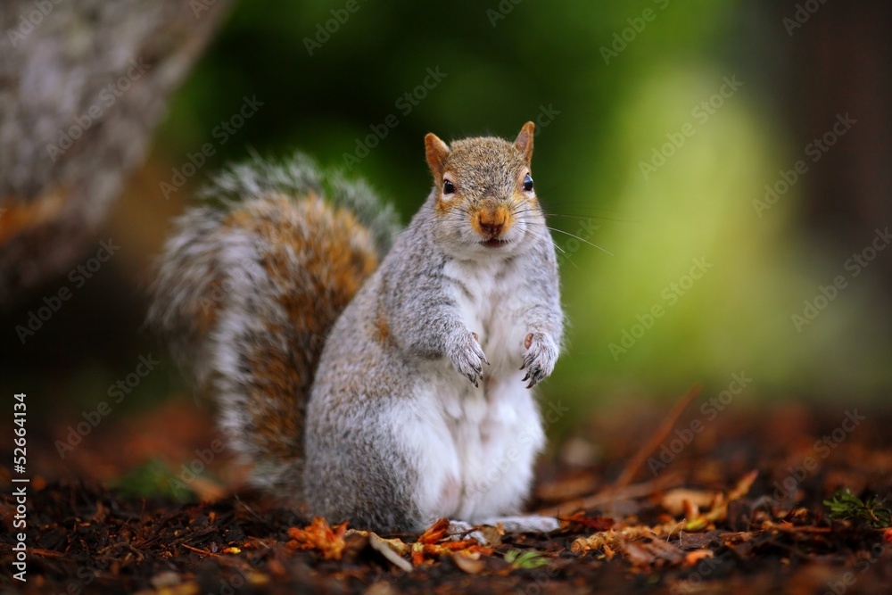 A gray squirrel on the ground A gray squirrel on the ground