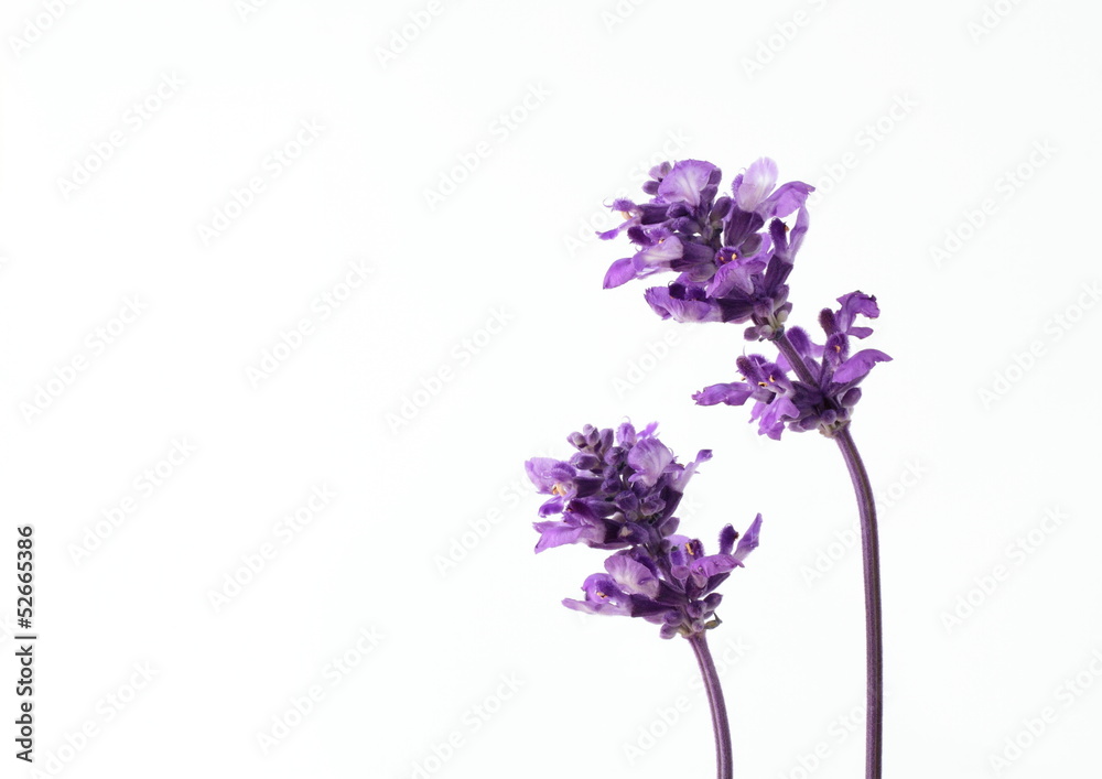 Obraz premium ブルーセージの花