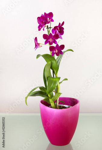 Fototapeta Naklejka Na Ścianę i Meble -  Dendrobium vivid pink