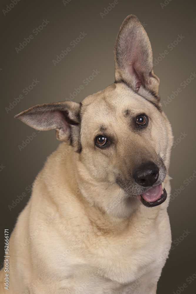 weisser Schäferhund legt den Kopf schief weisser Schäferhund legt den Kopf schief