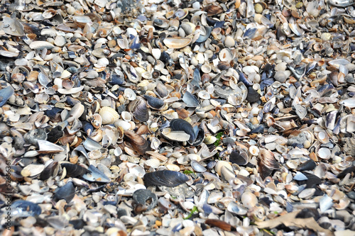 Shell and pebble stone for background texture